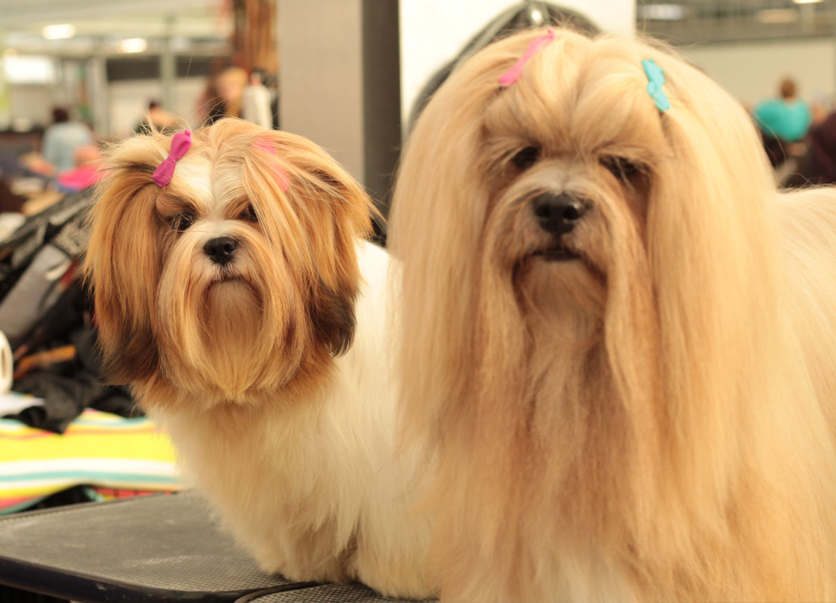 Lhasa Apso